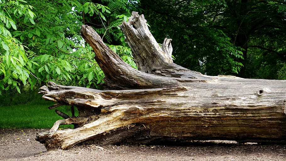 wood, landscape, nature, water, countryside, daylight, environment HD wallpaper