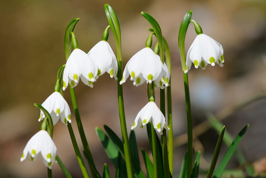 white flowers, snowflake, spring, forest flower, nature, close HD wallpaper