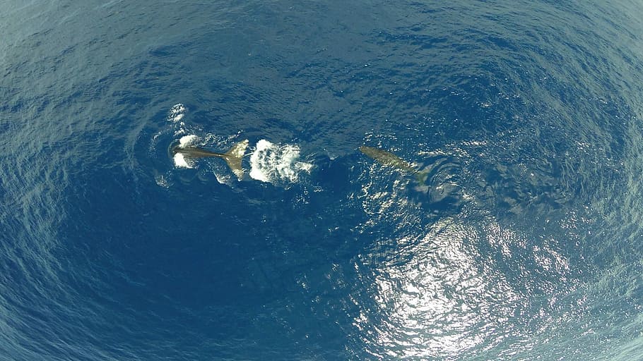 Sperm Whale, Diving, Cetacean, Sea, blue, water, full frame, HD wallpaper