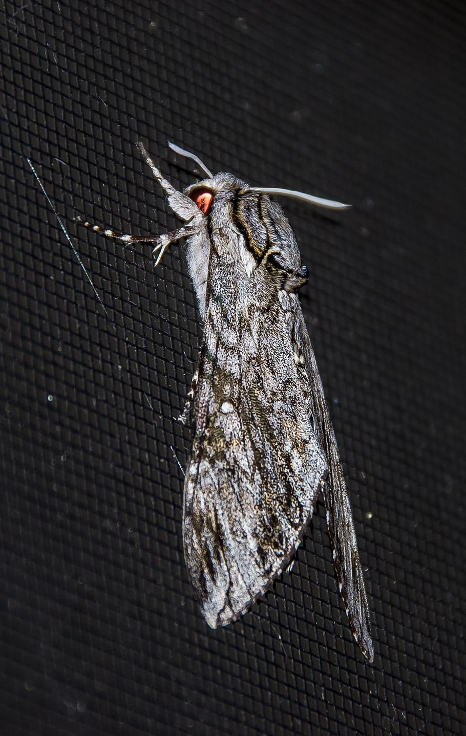 moth, large, insect, grey, black, wild, wing, night, queensland HD wallpaper