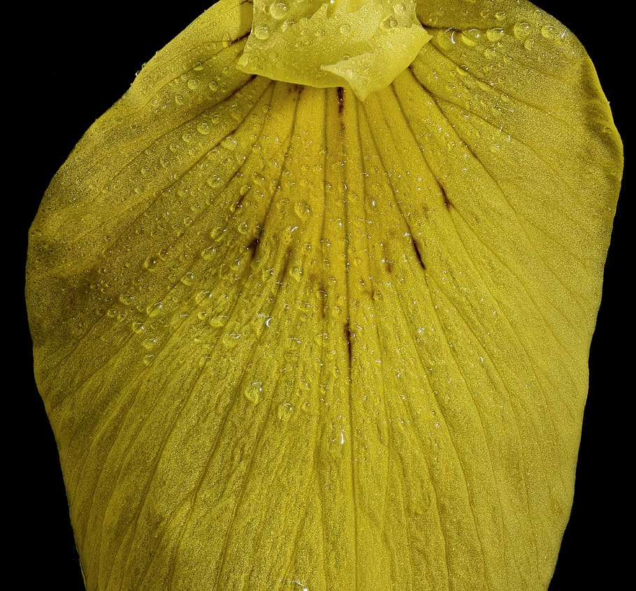 swamp iris, close up, macro, blossom, bloom, raindrop, dewdrop HD wallpaper