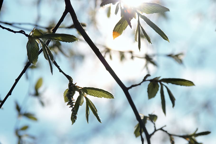 sun, spring, tree, nature, sunny, awakening, back light, forest HD wallpaper