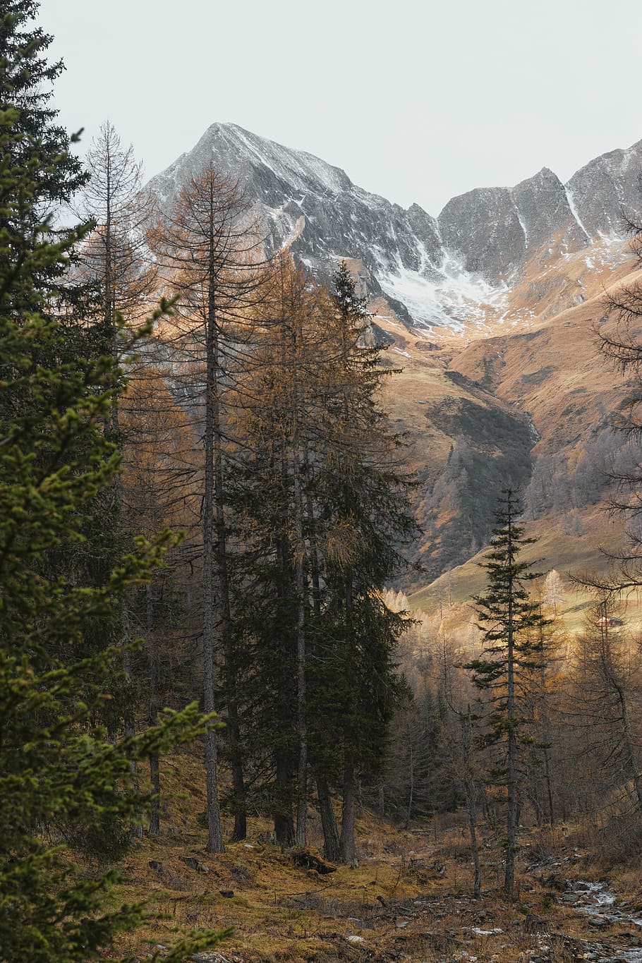 green trees near mountain, pine trees near mountain taken during daytime HD wallpaper