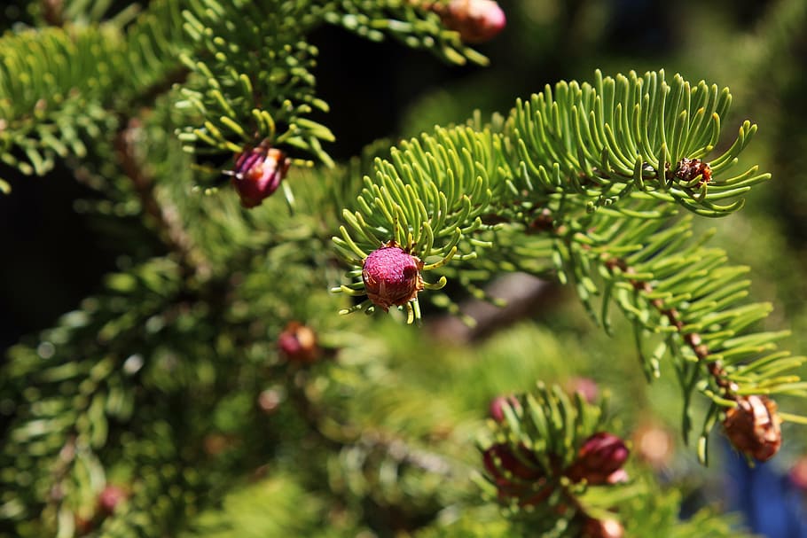 forest, spring, bud, tree, nature, green, sunny, sunlight, conifer HD wallpaper