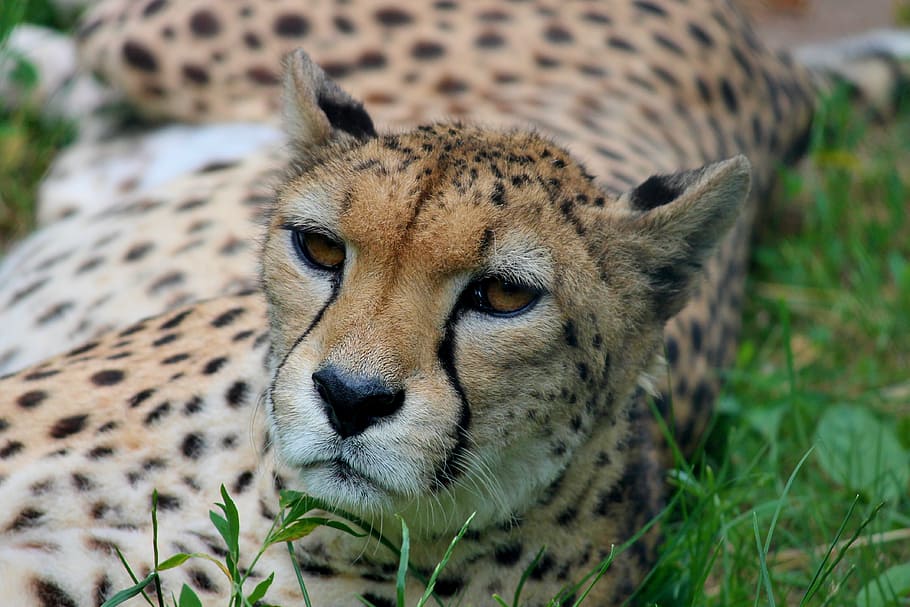 close up photography of cheetah lying on grass field, Predator, HD wallpaper