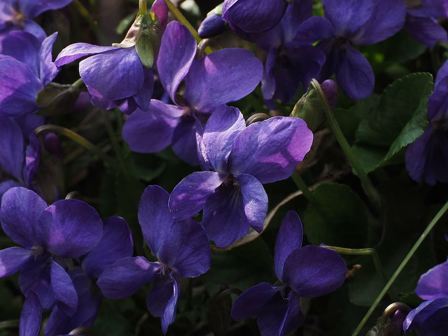 scented violets, flower, blossom, bloom, viola odorata, march violets, HD wallpaper