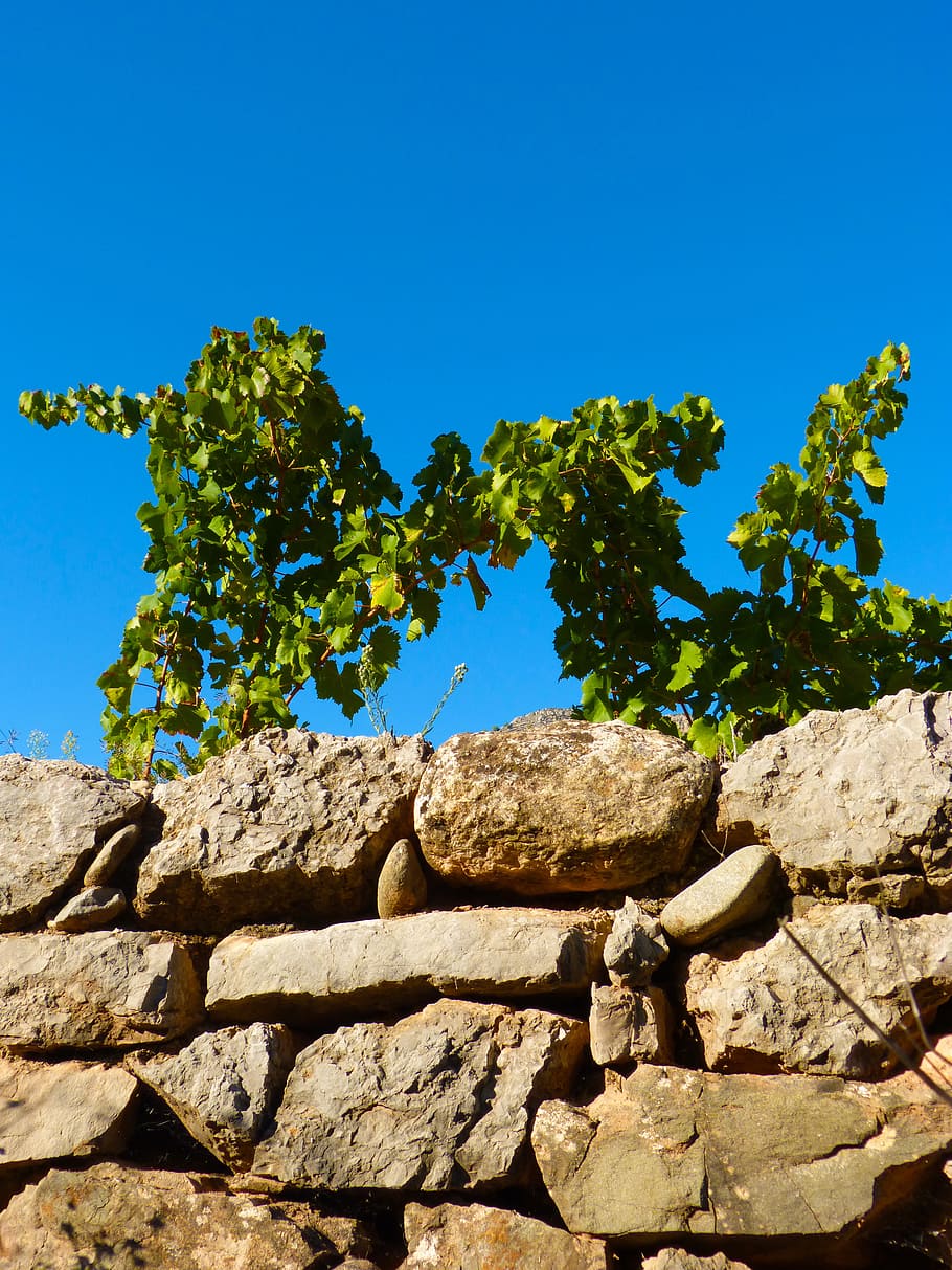 vineyard, wall, sky, nature, plant, sunlight, blue, clear sky HD wallpaper