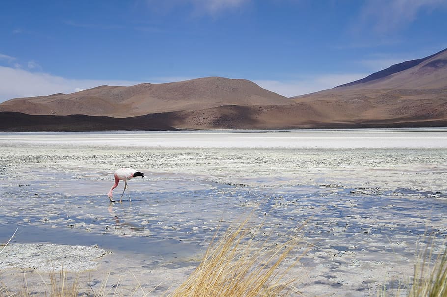 white flamingo on lake taken at daytime, body, water, sea, ocean HD wallpaper