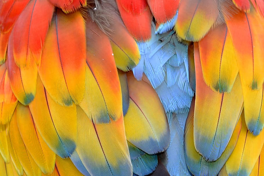 red and yellow feathers, parrot, parrot feathers, ara, colorful, HD wallpaper