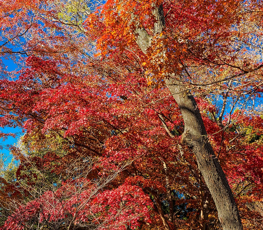 fall, leaf, tree, season, nature, autumn, plant, change, growth HD wallpaper