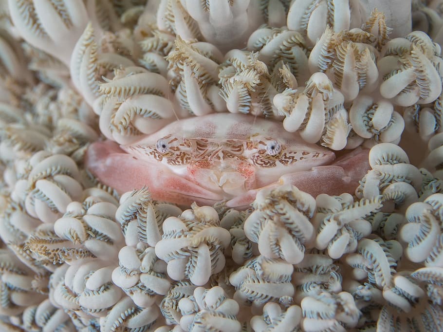pink crab surrounded by corals, pink crab, creature, nature, underwater HD wallpaper