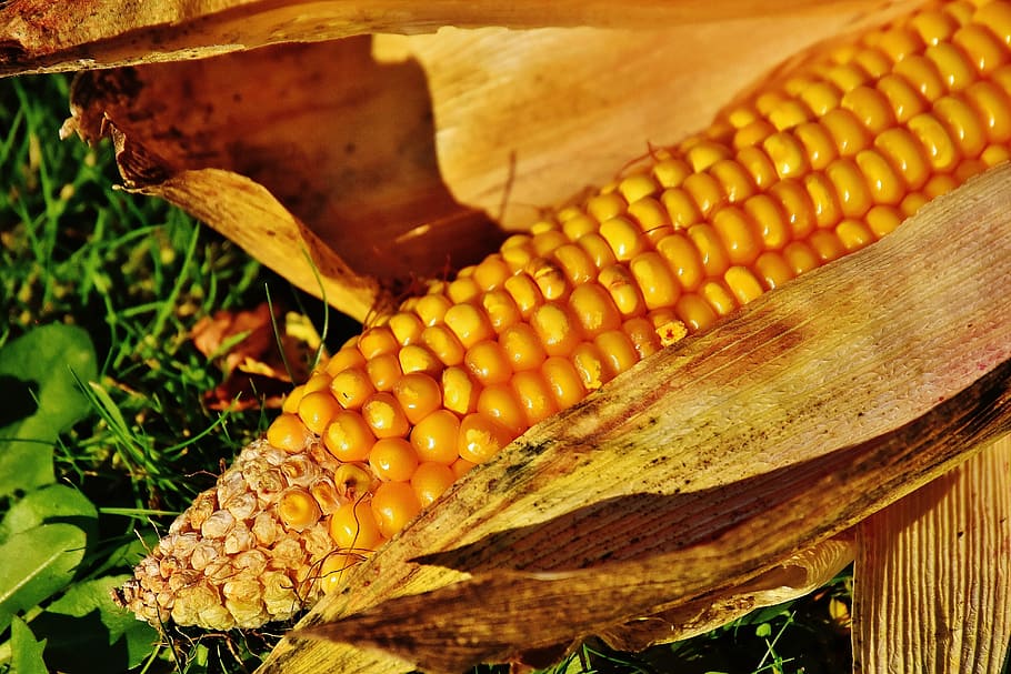 Corn On The Cob, Corn Kernels, vegetables, food, nature, vegetable mais HD wallpaper