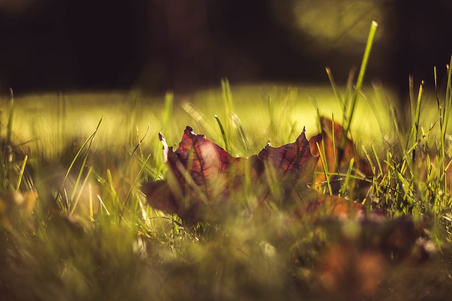 leaf, grass, ground, meadow, fall, autumn, macro, closeup, withered HD wallpaper