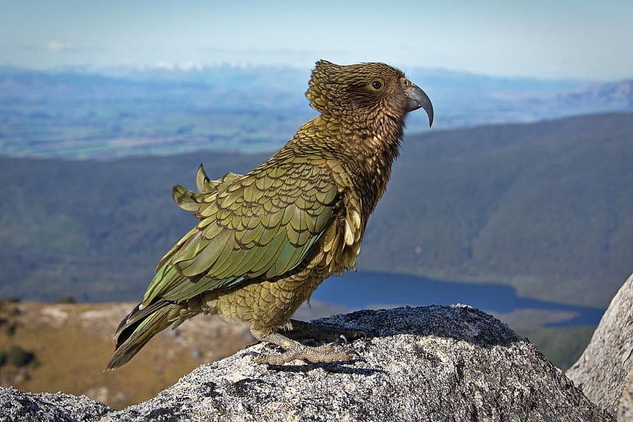 bird, fly, mountain, rock, animal wildlife, animal themes, animals in the wild HD wallpaper
