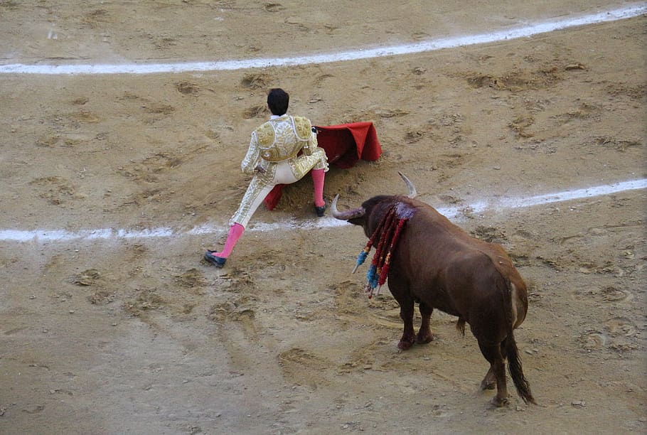 torero, bullring, blood, courage, matador de toros, spain, risk, HD wallpaper