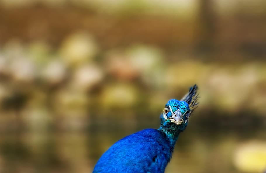 close up photo of blue bird, peacock, iridescent, look, animal HD wallpaper