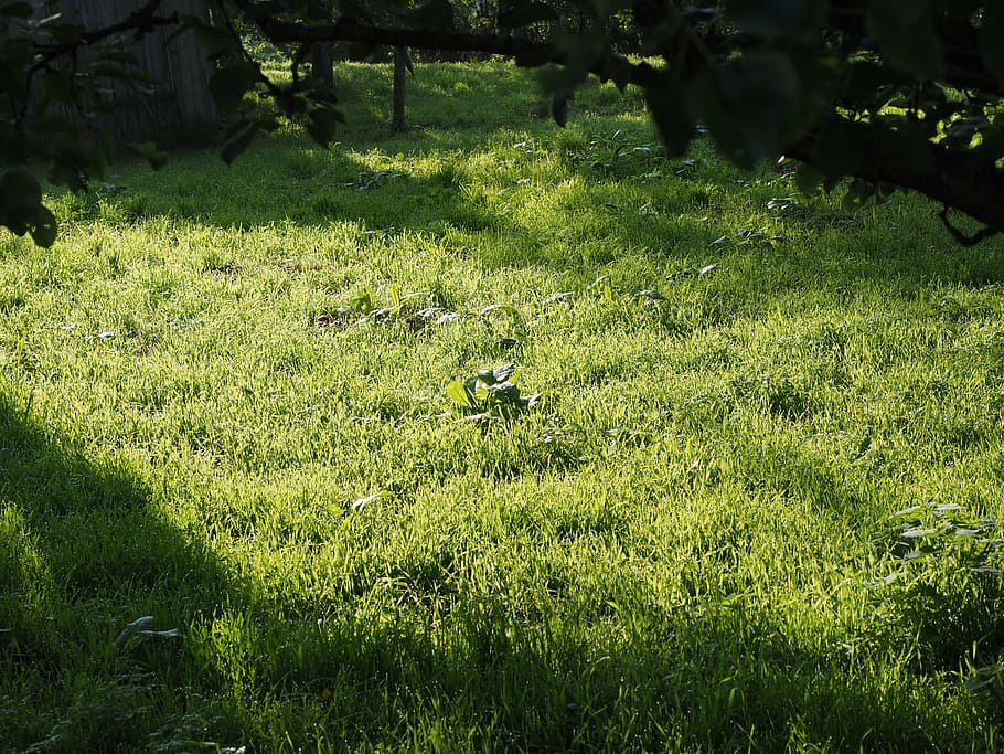meadow, grass, rush, morgentau, plant, green color, field, land HD wallpaper