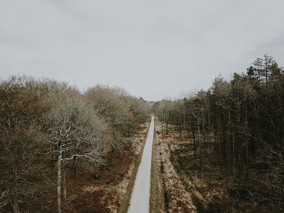 Forest scene, road between bare tree at daytime, path, new forest HD wallpaper