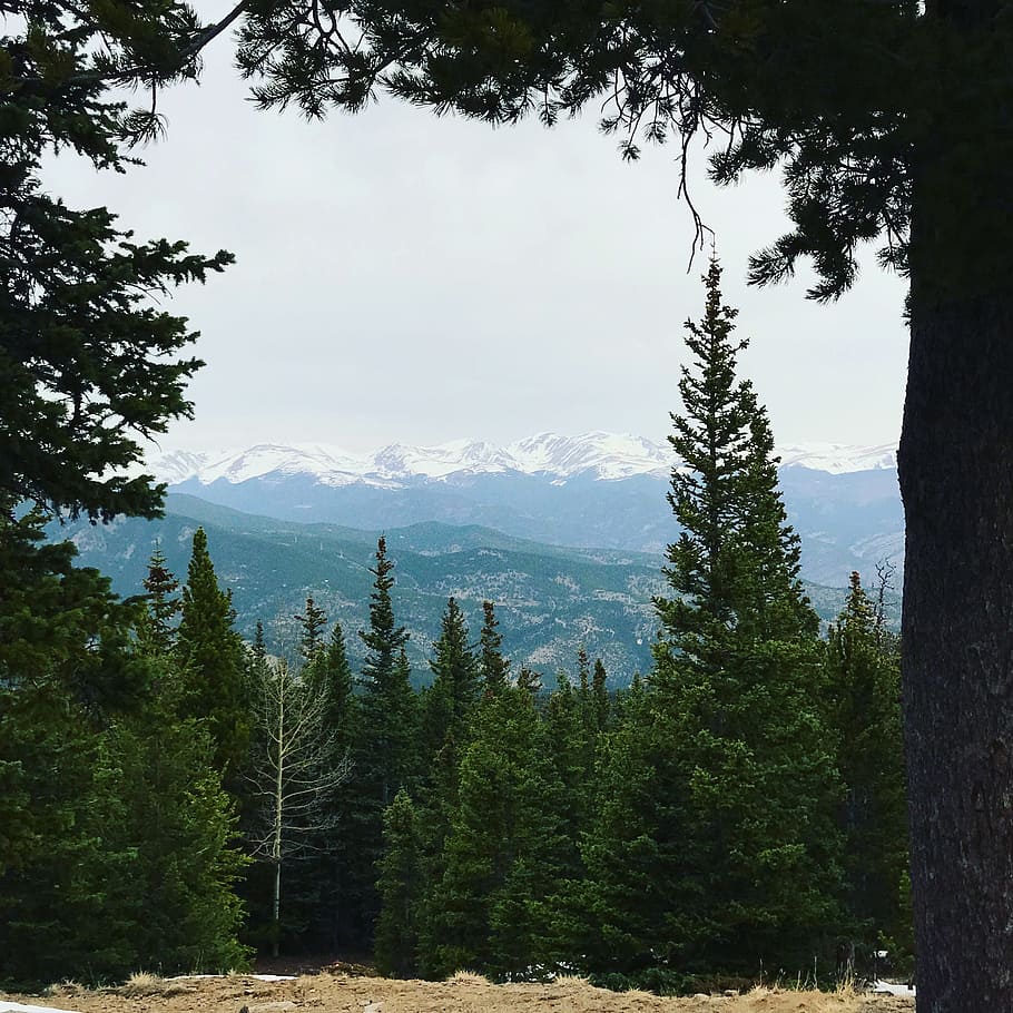 tree, wood, nature, mountain, landscape, colorado, rocky mountains HD wallpaper