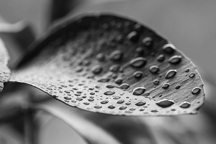 grayscale photo of leaf with dewdrop, macro and grayscale photo of leaf with water droplets HD wallpaper