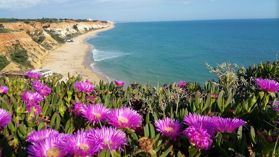 Portugal, Algarve, Purple, Flowers, beach, ocean, atlantic