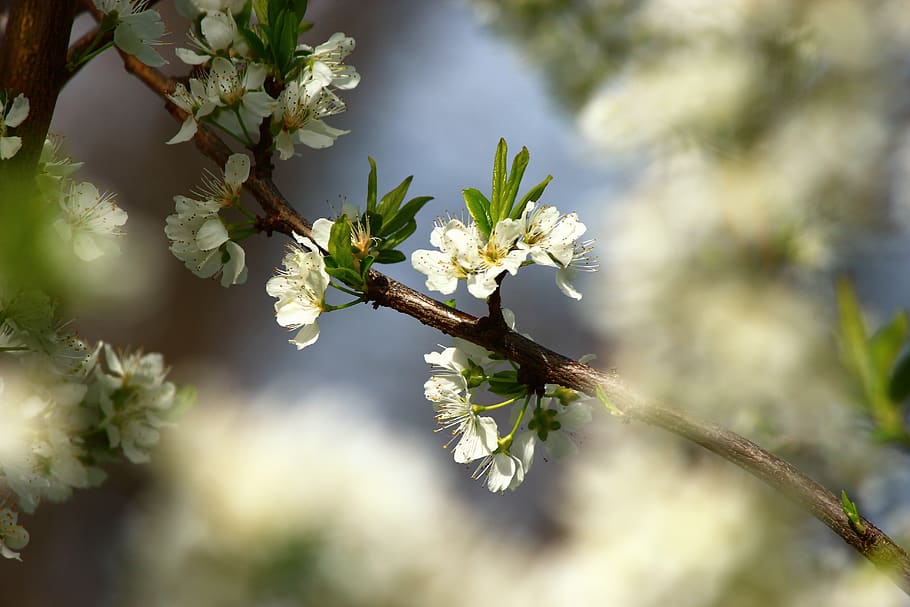 flower, tree, nature, branch, plant, growth, flowering plant HD wallpaper