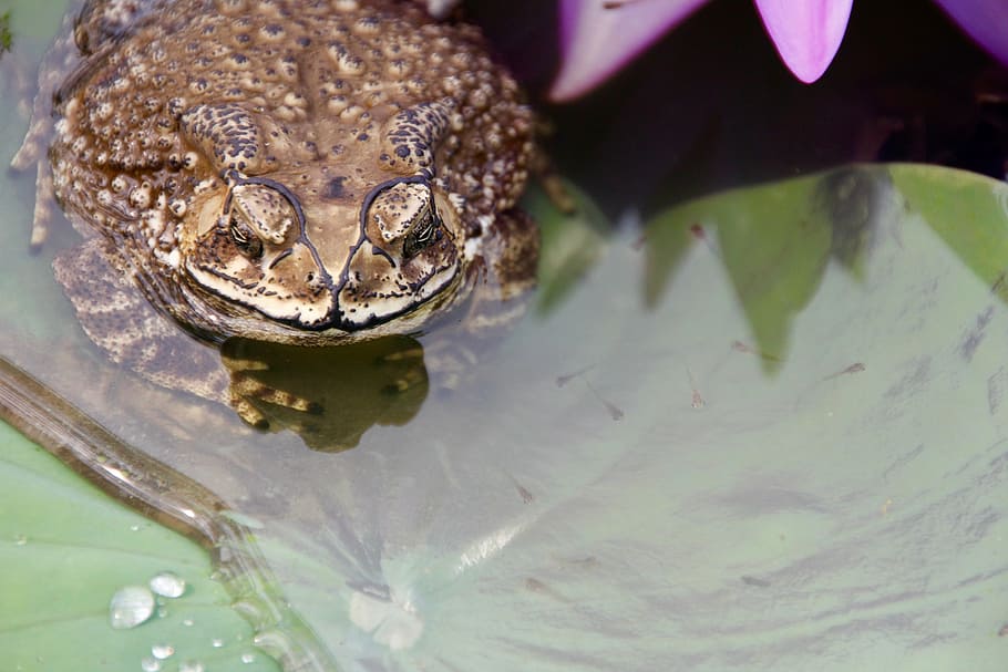 toad, frog, tadpoles, water, plant, water lily, monster, animal HD wallpaper