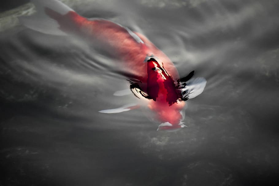 koi fish on water, red and white koi fish in water, ripple, pond HD wallpaper