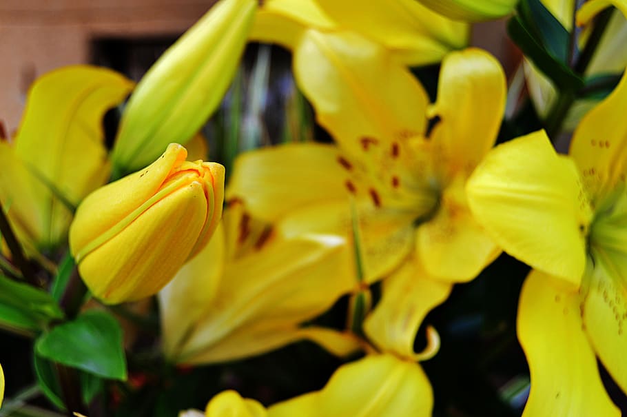 lilium, lilium yellow, lilies, yellow flower, petals yellow, HD wallpaper