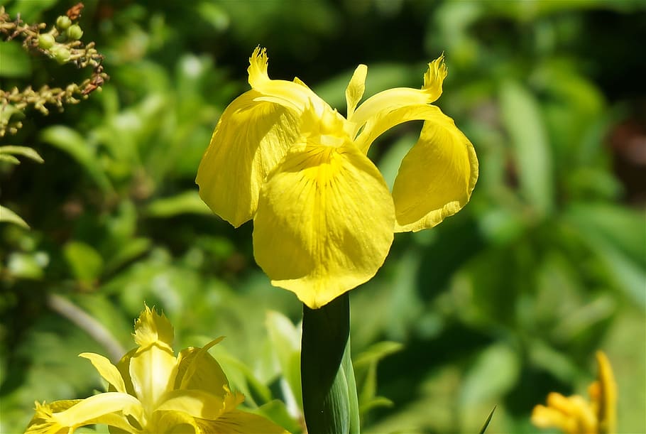 iris, flower, plant, spring, yellow, garden, nature, flowering plant HD wallpaper