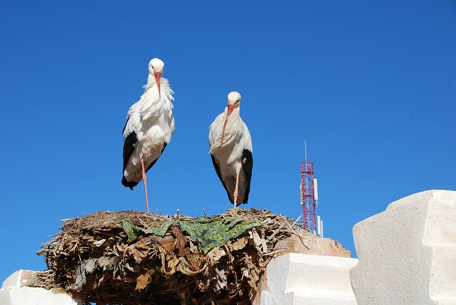 storks, birds, nest, feathers, animals, animal themes, animals in the wild HD wallpaper