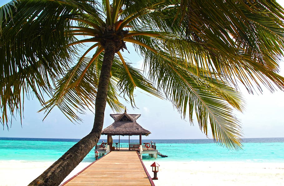 palm tree near footbridge, beach, coconut tree, white sand, sea
