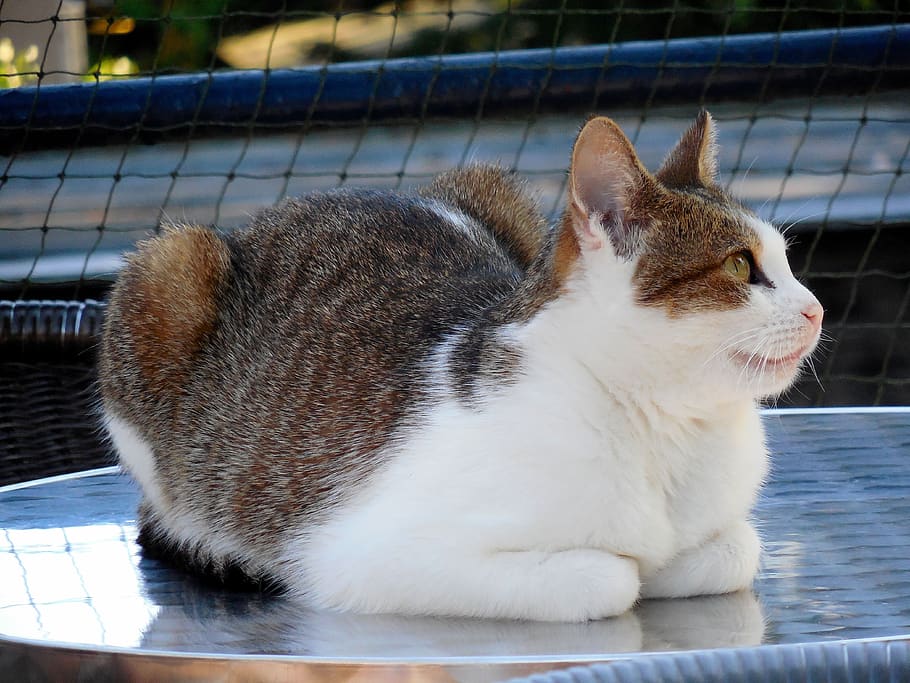 cat, view, animal, rest, domestic, vertebrate, pets, animal themes HD wallpaper