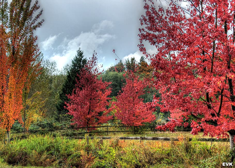 landscape, vibrant, red, trees, autumn, yellow, change, plant HD wallpaper