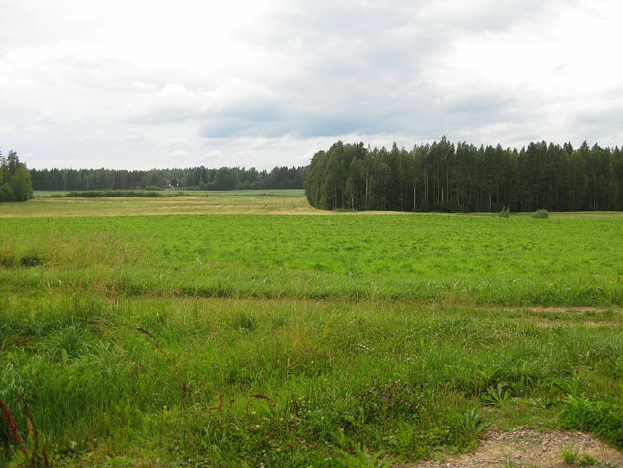 summer, landscape, forest, field, sky, green, finnish, clouds HD wallpaper