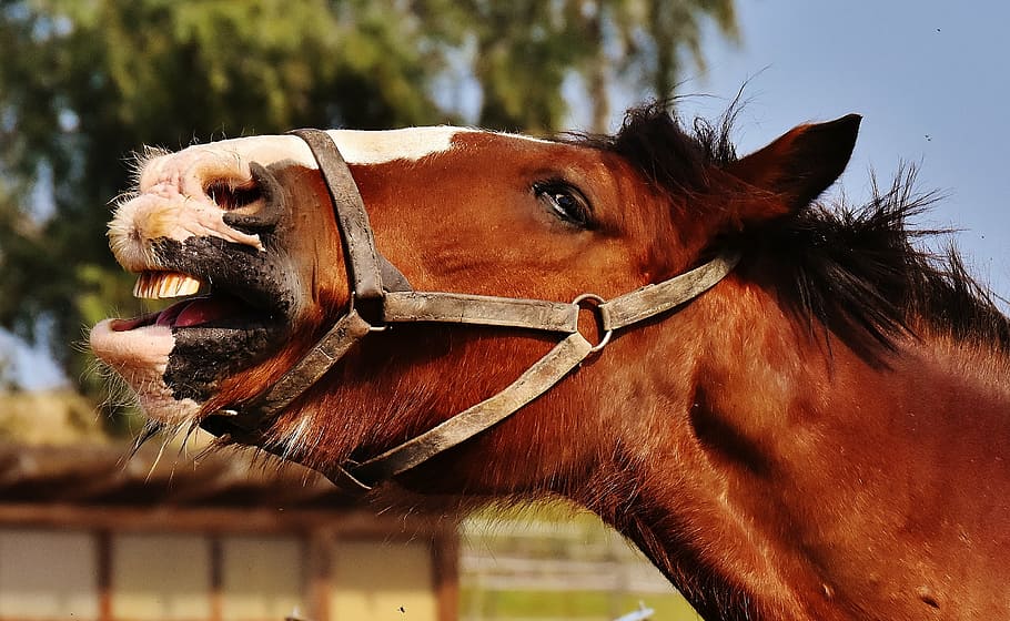 brown horse, shire horse, stick out tongue, yawn, big horse, ride, HD wallpaper