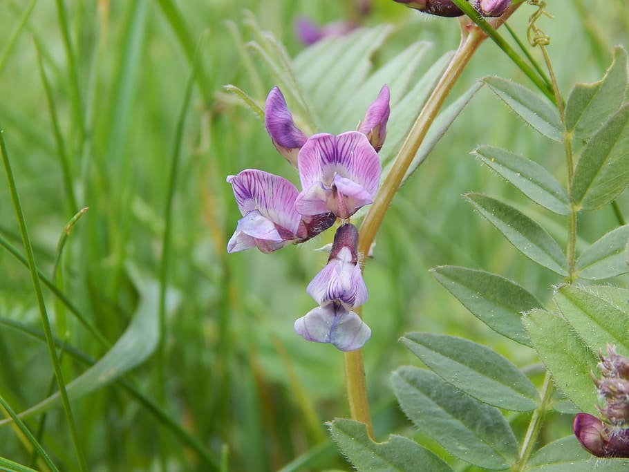 wild flower, purple, close, spring, mountain-grass pea, plant HD wallpaper