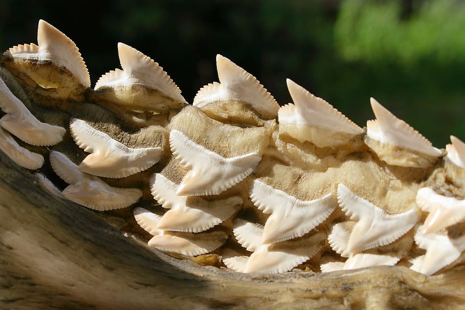 white shark teeth on brown surface, tooth, lower jaw, inside HD wallpaper