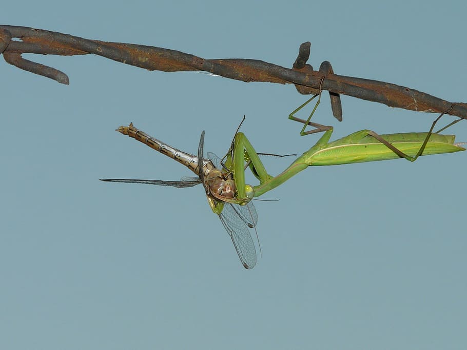 praying, predator, nature, green, animal, insect, one animal HD wallpaper