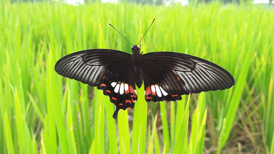 butterfly, tree, grass, green, insect, animal themes, animal wildlife HD wallpaper