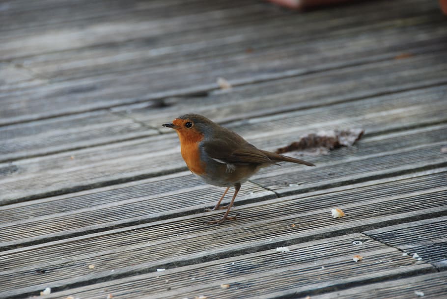bird, winter, robin, terrace, animal themes, wood - material HD wallpaper
