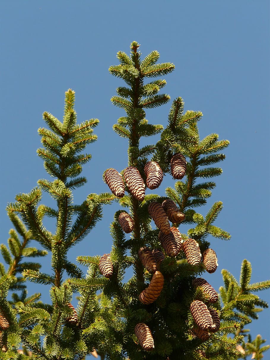 pine cones, tap, tree, conifer, common spruce, picea abies HD wallpaper
