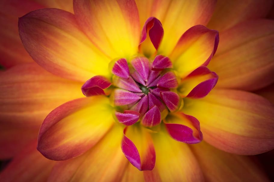 spring, flower, petal, nature, plant, close-up, flower Head HD wallpaper