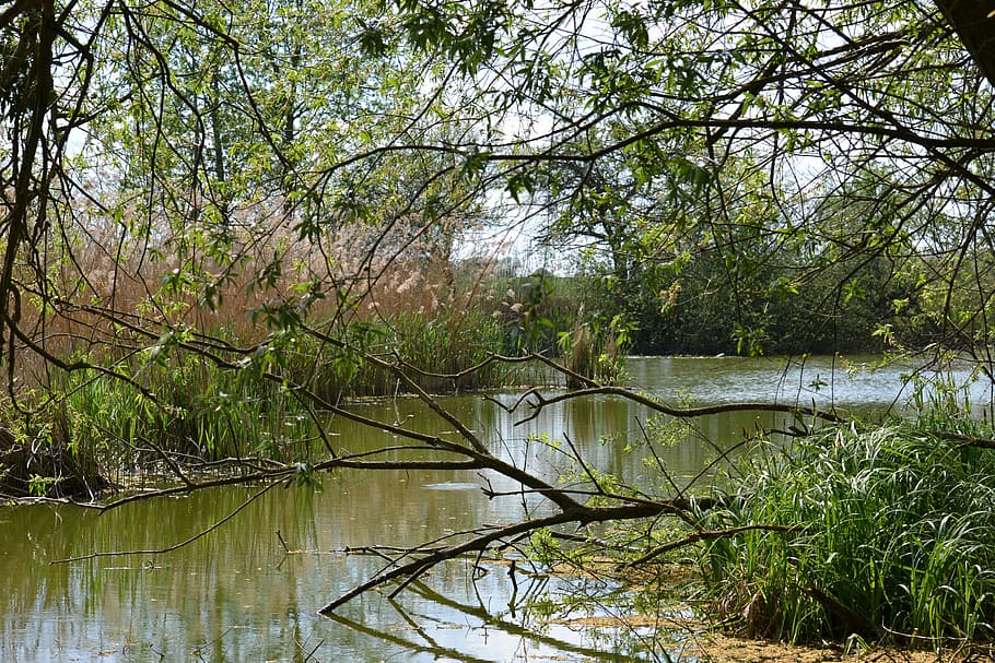 Pools, Swamp, Pond, Reed, Lake, Waters, landscape, biotope HD wallpaper