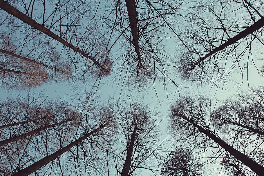 Tree, Forest, Woods, bare tree, nature, winter, no people, day HD wallpaper