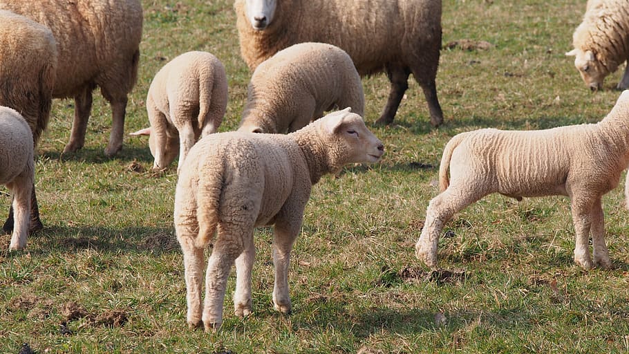 sheep, lambs, meadow, easter, spring, wool, agriculture, farm HD wallpaper