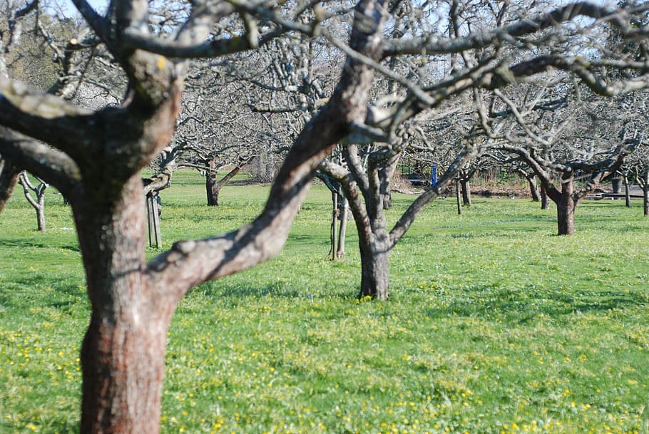 orchard, apple trees, garden, early spring, farm, fall, horticulture HD wallpaper