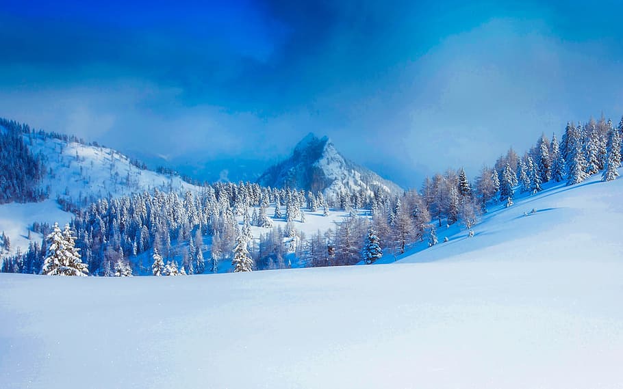 pine trees during winter season photo, snow, mountains, austria HD wallpaper