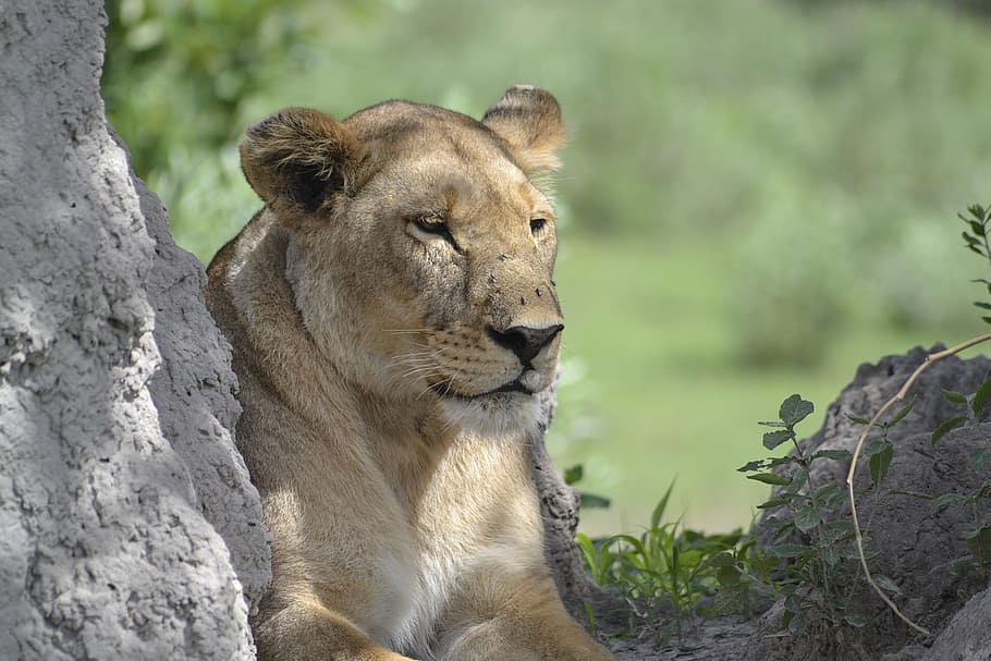 wildlife, lion, botswana, animal themes, animal wildlife, animals in the wild HD wallpaper