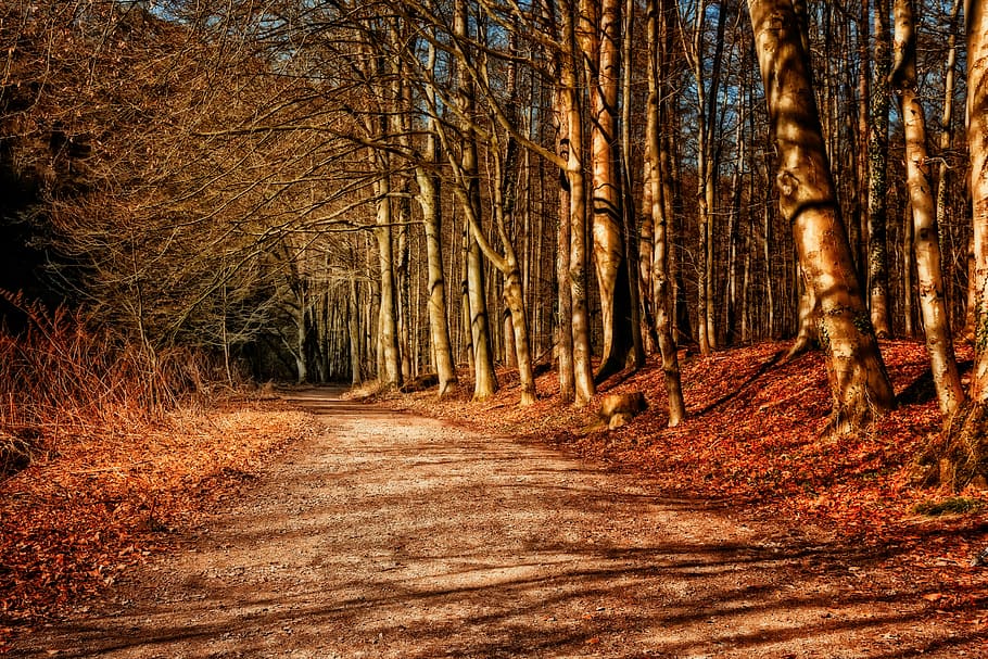 brown tree forest, away, sunset, evening, nature, abendstimmung HD wallpaper